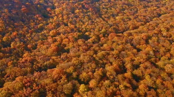 Adembenemend Vogelperspectief Het Herfstbos Dnjestraan Gefilmd Drone Video — Stockvideo