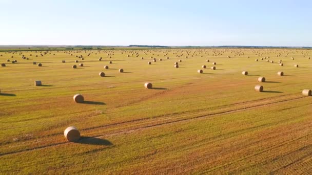 晴れた日には金色の干し草で絵のように美しい農地の上を飛ぶドローン 4Kで撮影されたドローンビデオ — ストック動画