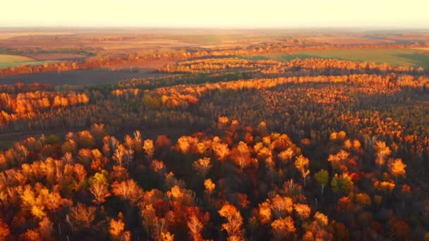 Traumhafter Herbstwald Leuchtet Aus Der Vogelperspektive Sonnenlicht Gefilmt Drohnenvideo — Stockvideo