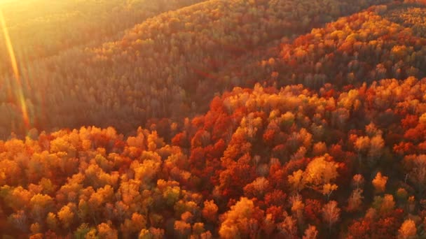 Floresta Outono Fantástica Brilha Luz Sol Partir Vista Pássaro Filmado — Vídeo de Stock