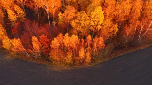 Fantastic Autumn Forest Glows Sunlight Bird Eye View Filmed Drone — Stock Video