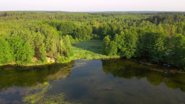 ドローンは森に囲まれた静かな湖の上を飛ぶ 鳥の眼が見える 場所小さなPolissya ウクライナ ヨーロッパ 空中での撮影 地球の美しさを発見 4Kで撮影されたドローンビデオ — ストック動画