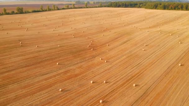 晴れた日には金色の藁玉で絵のように美しい農地の上を飛行ドローン 4Kで撮影されたドローンビデオ — ストック動画