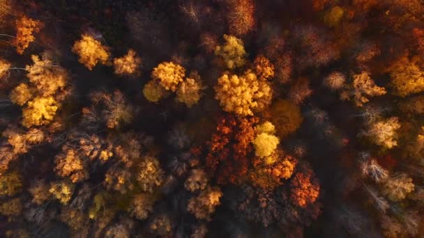 暖かい日差しに照らされた秋の森のゴージャス鳥の目のビュー 4Kで撮影されたドローンビデオ — ストック動画