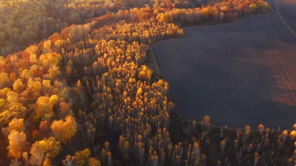 Majestätisk Fågelperspektiv Höstskogen Upplyst Varmt Solljus Inspelning Från Drönarvideo — Stockvideo