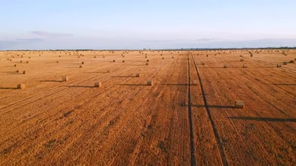 Drone Vliegt Boven Pittoreske Landbouwgrond Met Gouden Hooibergen Een Zonnige — Stockvideo