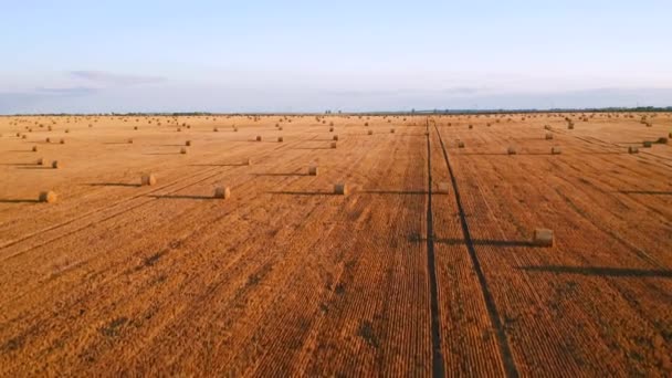 Drone Flying Picturesque Farmland Golden Haystacks Sunny Day Filmed Drone — Stock Video