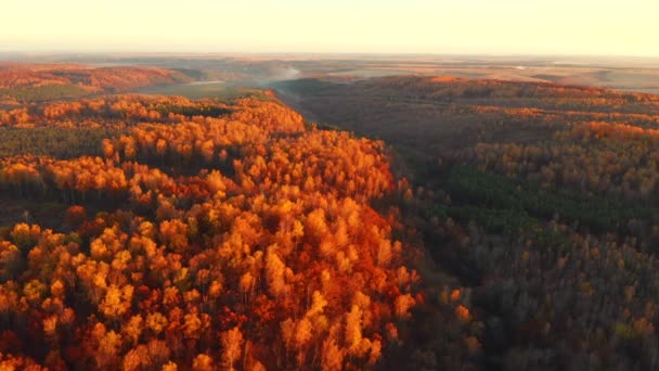 Pădurea Fantastică Toamnă Strălucește Lumina Soarelui Din Ochii Unei Păsări — Videoclip de stoc
