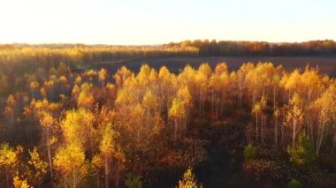 Sabahları sonbahar ormanında uçan bir İHA 'nın muhteşem manzarası. 4k, İHA videosu ile çekilmiştir..