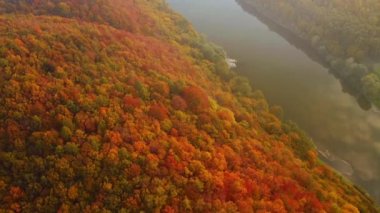 Güneşli bir günde renkli bir ormanın kuş bakışı görüntüsü. 4k, İHA videosu ile çekilmiştir..