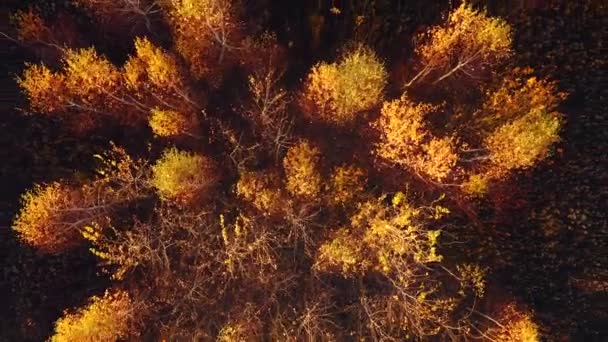 Vue Imprenable Depuis Drone Survolant Forêt Automne Matin Filmé Drone — Video