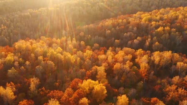 Gyönyörű Madártávlatból Nézheti Őszi Erdőt Amit Meleg Napfény Világít Meg — Stock videók