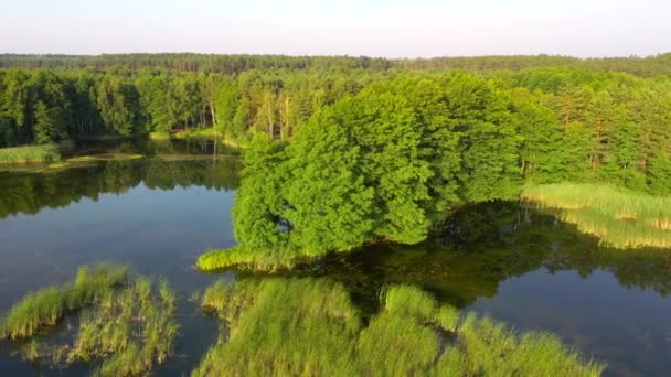 Drón Repül Egy Csendes Körül Erdő Madártávlatból Helyszín Small Polissya — Stock videók