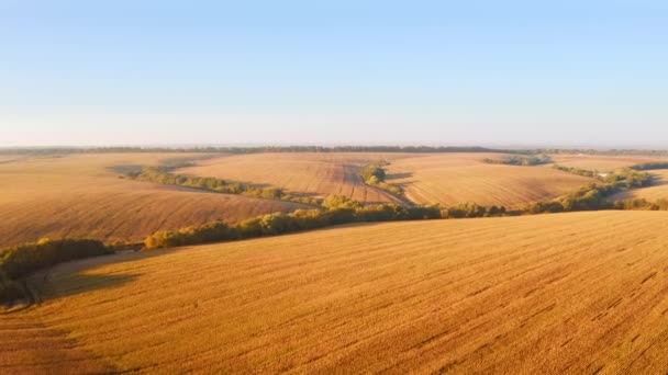 黄金の畑や農地を飛び越える四分儀からの撮影 4Kで撮影されたドローンビデオ — ストック動画