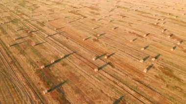 Altın tarlanın üzerinde uçan bir kuadkopterden buğday samanlarıyla ateş ediyorlar. 4k, İHA videosu ile çekilmiştir..