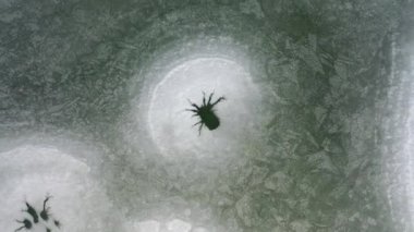 Boş donmuş göletin yukarıdan görünen manzarası. Arktik doğa buz manzarası. Sinematik hava çekimi. Buz dokusu arka planı. Yeri Ukrayna, Avrupa. Toprağın güzelliğini keşfedin. 4k 'lık İHA videosuyla çekildi..