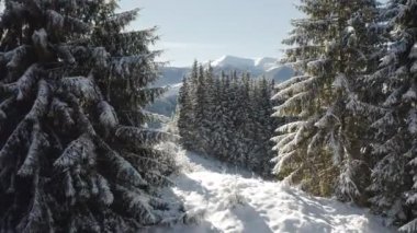 Muhteşem kış manzarası ve dondurucu güneşli bir günde karlı Noel ağaçları. 4k, İHA videosu ile çekilmiştir..