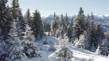 Göz kamaştırıcı kış manzarası ve dondurucu güneşli bir günde karlı Noel ağaçları. 4k, İHA videosu ile çekilmiştir..