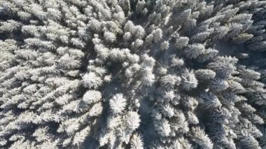 Muhteşem kış ormanı ve donmuş Noel ağaçları bir kuşun gözünden. 4k, İHA videosu ile çekilmiştir..