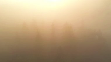 Bir dron sis kaplı dramatik bir kozalaklı ormanın üzerinde uçar. 4k, İHA videosu ile çekilmiştir..