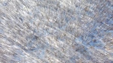 Güneşli bir günde karlı bir ormanın üzerinde uçan bir İHA 'yı vurmak. 4k 'lık bir videoda çekildi.