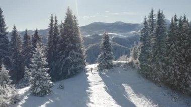 Muhteşem kış manzarası ve dondurucu güneşli bir günde karlı Noel ağaçları. 4k, İHA videosu ile çekilmiştir..