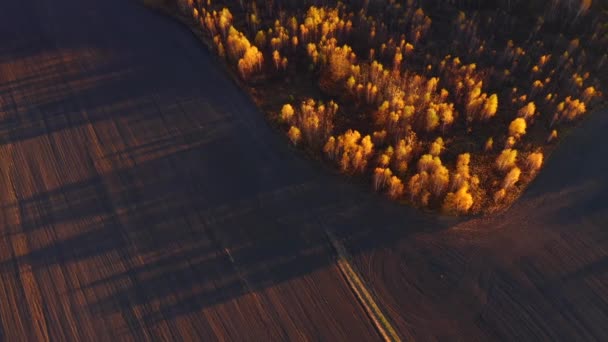 Fantastisk Utsikt Från Drönare Som Flyger Över Höstskogen Morgonen Inspelning — Stockvideo