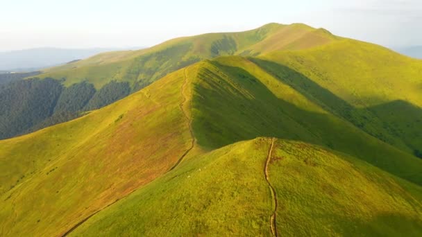 Idylliczny Letni Dzień Zielonymi Wzgórzami Oświetlonymi Słońcem Lotu Ptaka Karpaty — Wideo stockowe