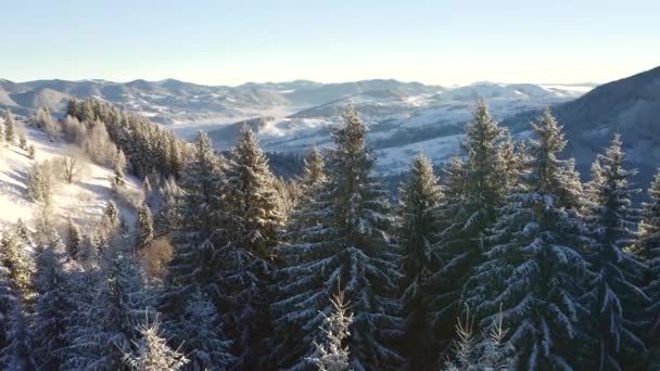 Spectaculair Winterlandschap Besneeuwde Kerstbomen Een Ijzige Zonnige Dag Gefilmd Drone — Stockvideo