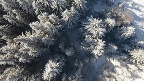 Fantastisk Vintrig Skog Och Frusna Julgranar Från Fågelperspektiv Inspelning Från — Stockvideo