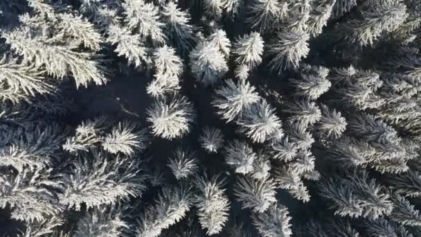 Fantástico Bosque Invernal Árboles Navidad Congelados Desde Vista Pájaro Filmado — Vídeos de Stock