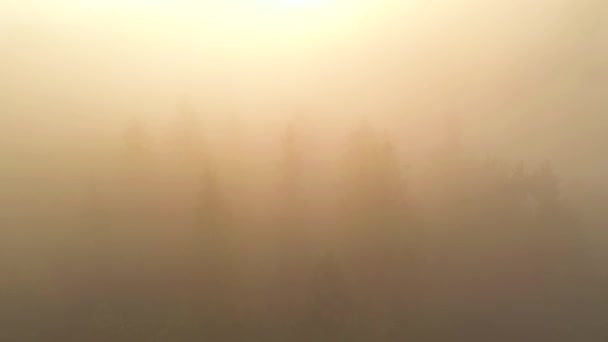 Eine Drohne Fliegt Über Einen Dramatischen Mit Nebel Bedeckten Nadelwald — Stockvideo