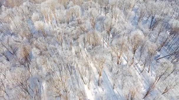Strzelanie Drona Latającego Nad Śnieżnym Lasem Słoneczny Dzień Nagrywane Video — Wideo stockowe