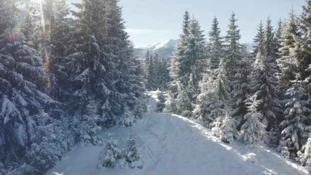 Nádherná Zimní Krajina Zasněžené Vánoční Stromky Mrazivého Slunečného Dne Natočeno — Stock video
