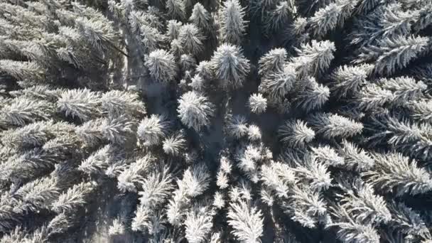 Fantastica Foresta Invernale Alberi Natale Congelati Dalla Vista Volo Uccello — Video Stock