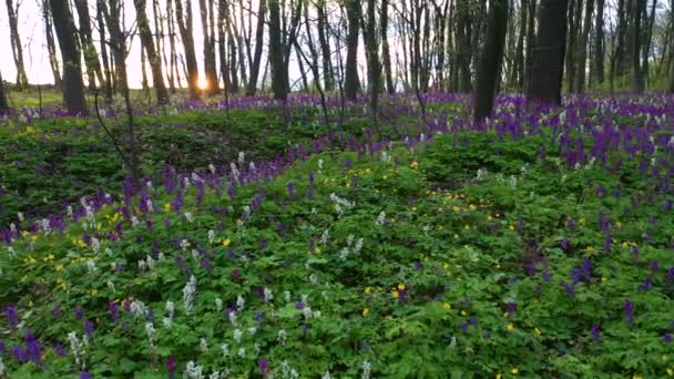 Clairière Printanière Dans Forêt Avec Corydalis Cava Fleurs Par Temps — Video