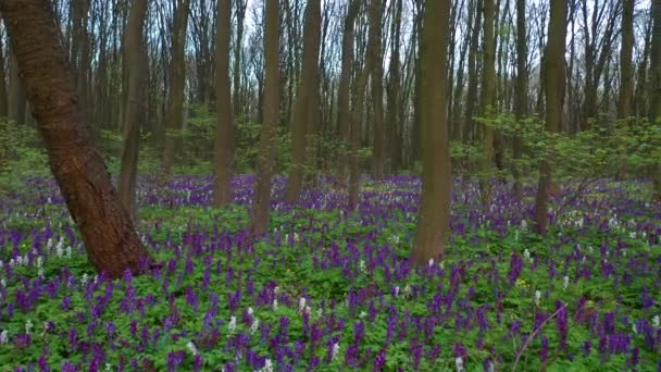 Vårglänta Skogen Med Blommande Corydalis Cava Solig Dag Täckmantel Trädkronorna — Stockvideo