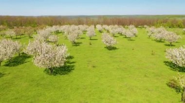 Güneşli bir günde çiçek açan kiraz ağaçlarıyla süslü bir bahçe. 4k, İHA videosu ile çekilmiştir..