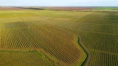 Güneşli bir günde baharın en güzel bahçe manzarası. 4k insansız hava aracı videosunda çekildi.