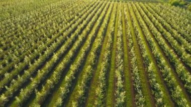 Güneşli bir günde bahçenin en güzel manzarası. 4k insansız hava aracı videosunda çekildi.