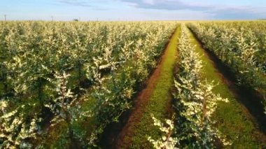 Güneşli bir günde çiçek açan ağaçlarla dolu bir meyve bahçesi manzarası. 4k 'lık bir videoda çekildi.