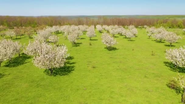 Prydnadsträdgård Med Blommande Frodiga Körsbärsträd Solig Dag Inspelning Från Drönarvideo — Stockvideo