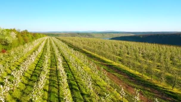 Spektakulär Utsikt Över Trädgården Med Blommande Träd Solig Dag Inspelning — Stockvideo