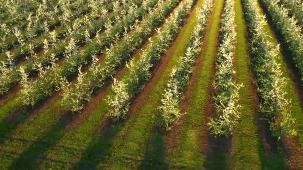 Vista Dall Alto Del Giardino Ornamentale Primaverile Una Giornata Sole — Video Stock