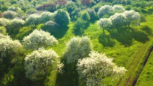 Magnifique Jardin Avec Des Pommiers Luxuriants Fleurs Par Une Journée — Video