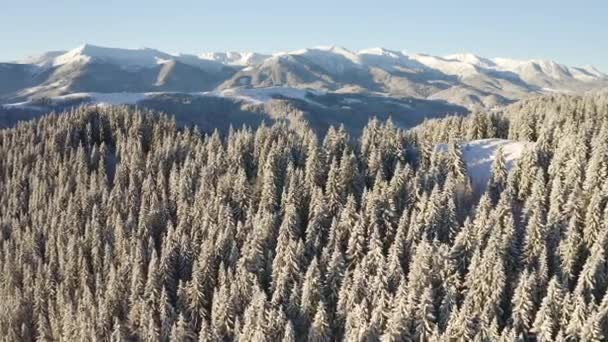 Spektakuläre Winterliche Landschaft Und Verschneite Weihnachtsbäume Einem Frostigen Sonnigen Tag — Stockvideo
