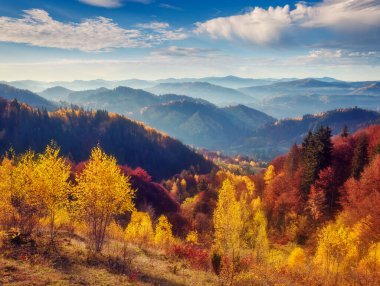 Dağ vadisinde güneşli ışıkları olan görkemli ağaçlar. Dramatik ve resimli bir sabah sahnesi. Kırmızı ve sarı yapraklar. Sıcak tonlama etkisi. Karpatlar, Sokilsky sırtı. Ukrayna, Avrupa. Güzellik dünyası.