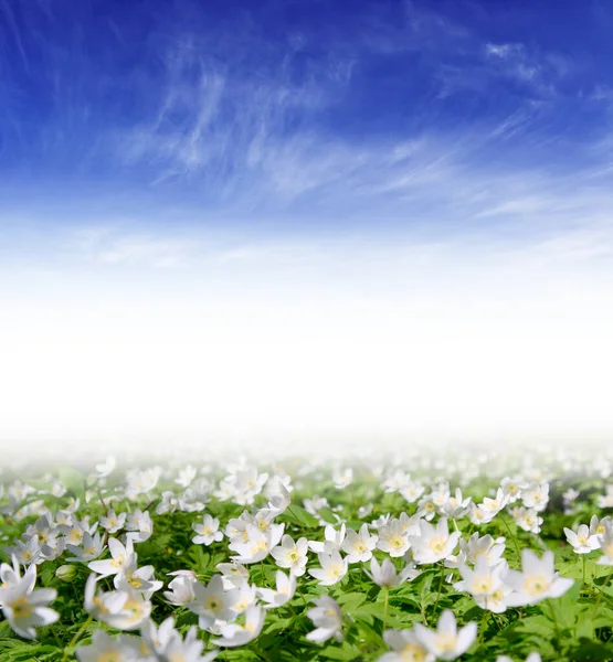 Våren Stunden För Denna Vackra Blomma — Stockfoto