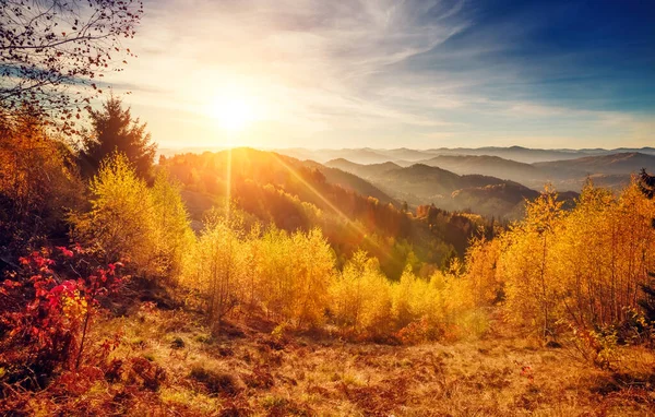 Majestueuze Bomen Met Zonnige Balken Het Bergdal Dramatische Pittoreske Ochtendscène — Stockfoto