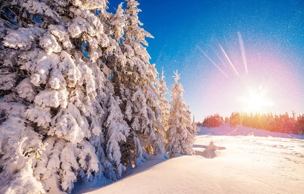 Majestic Winter Landscape Glowing Sunlight Morning Dramatic Wintry Scene Location — Stock Photo, Image